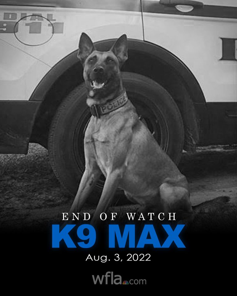 WFLABrittany's tweet photo. REST IN PEACE K9 MAX 💙 The Lake Wales Police Department is mourning the loss of K9 Max, who deputies say was "murdered by a violent suspect" during a shooting this morning. Max, a Belgian Malinois, joined the department in 2016. He was 7 years old. https://t.co/zxnXPkdVcV @WFLA https://t.co/s0b0CtuwjA