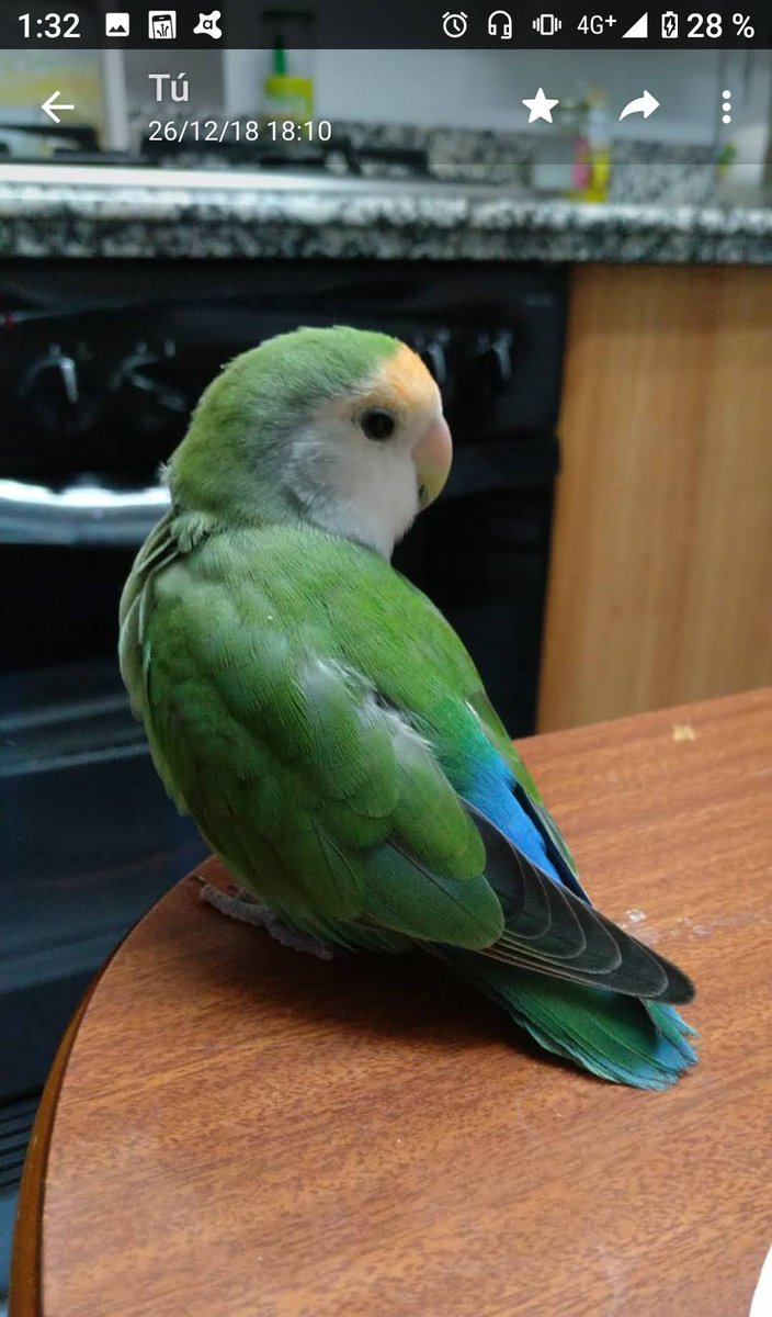 Hola, se me ha escapado está mañana mi agaporni🥹🥹😭😭, responde al nombre de Kiwi, lo repite mucho . Si lo ven o alguien lo tiene por favor póngase en contacto conmigo (610816854) Se recompensará.🙏🤝🏻 gracias!