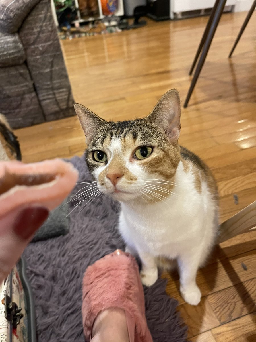 OatmealYour's tweet photo. Your daily oatmeal wants mochi! #CatsOfTwitter #CalicoCrew https://t.co/MMdeU0BMAP