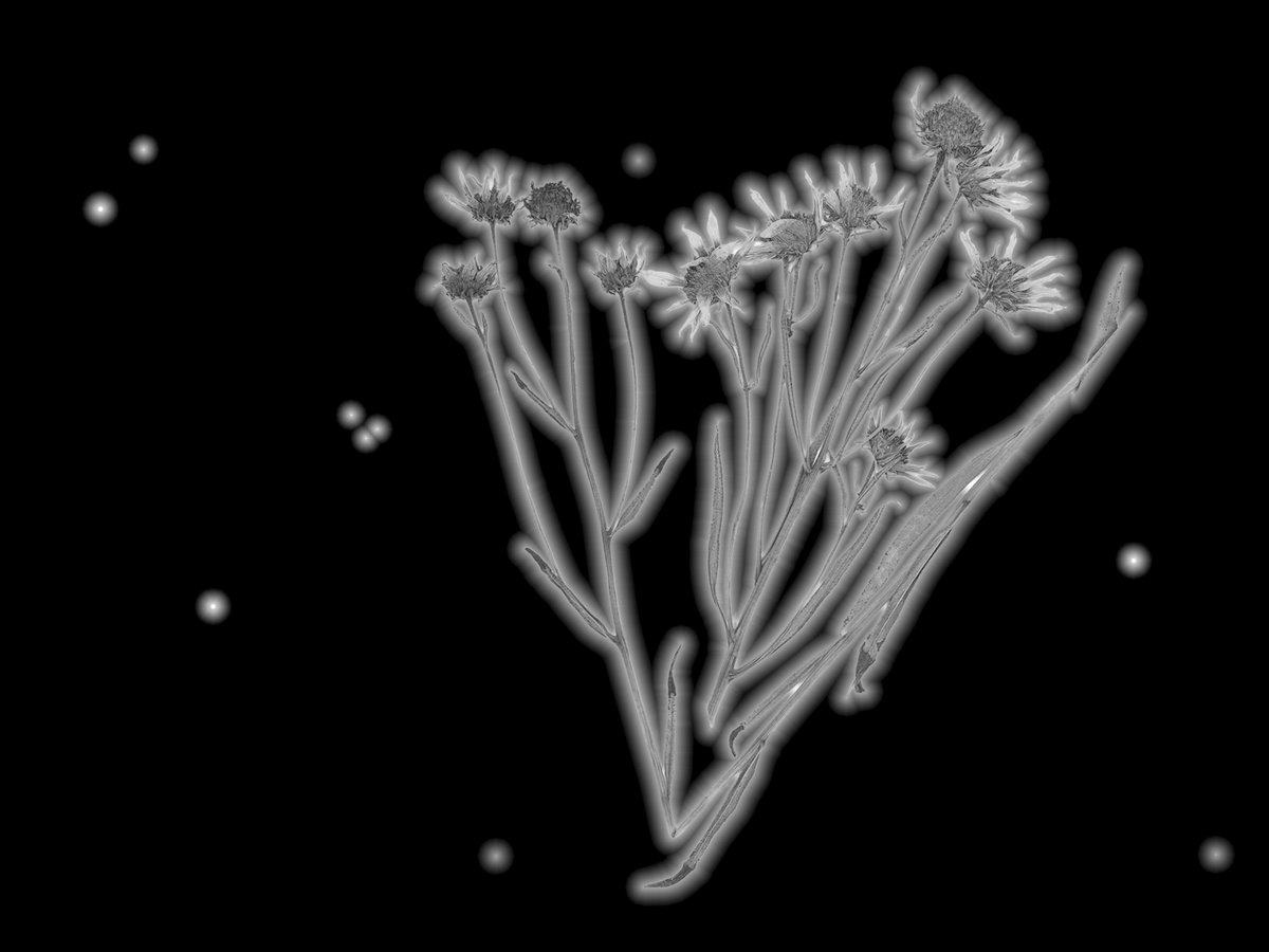 Critical Distance (@curatorscentre) on Twitter photo Laura Margaret Ramsey uses data visualization & sonification to explore the natural world, imaging processes and computational awareness.
Meet Laura at our Opening for Living Data, Presumed Dead - Saturday, Aug. 6! 🌱
Co-presented w/ <a href="/TSVToronto/">Trinity Square Video</a>
Details: bit.ly/3Jqkj4T Laura Margaret Ramsey uses data visualization & sonification to explore the natural world, imaging processes and computational awareness.
Meet Laura at our Opening for Living Data, Presumed Dead - Saturday, Aug. 6! 🌱
Co-presented w/ <a href="/TSVToronto/">Trinity Square Video</a>
Details: bit.ly/3Jqkj4T