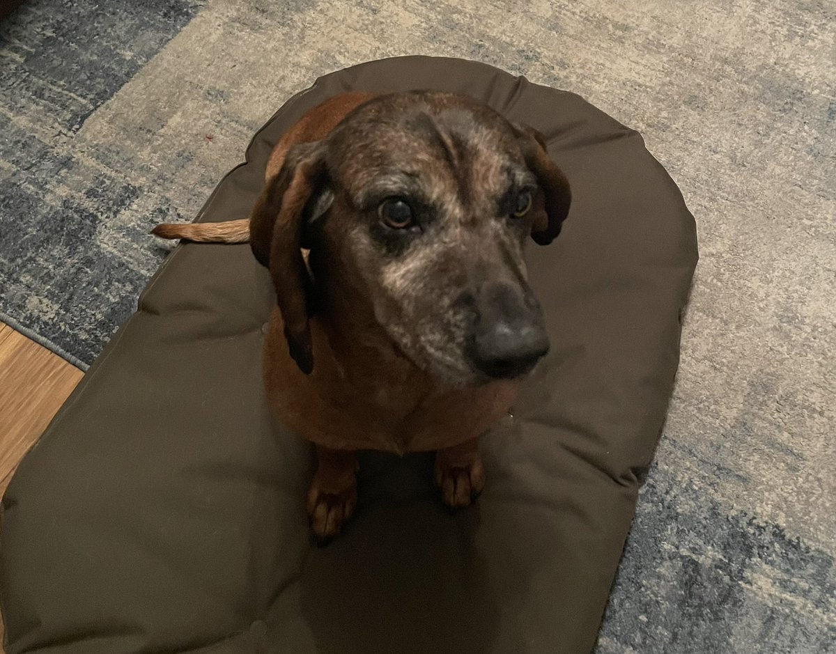 DeniseLowry17's tweet photo. Tilly the Bassett is a firm believer in the “if I can’t see you, you can’t see me” game. So for day 3 of #WeActiveChallenge I’ve brought on the sub - Ruby the Bavarian for a walk  #NIAHPsActive #AHPsActive #paedphysio https://t.co/9ZhrtnXB39