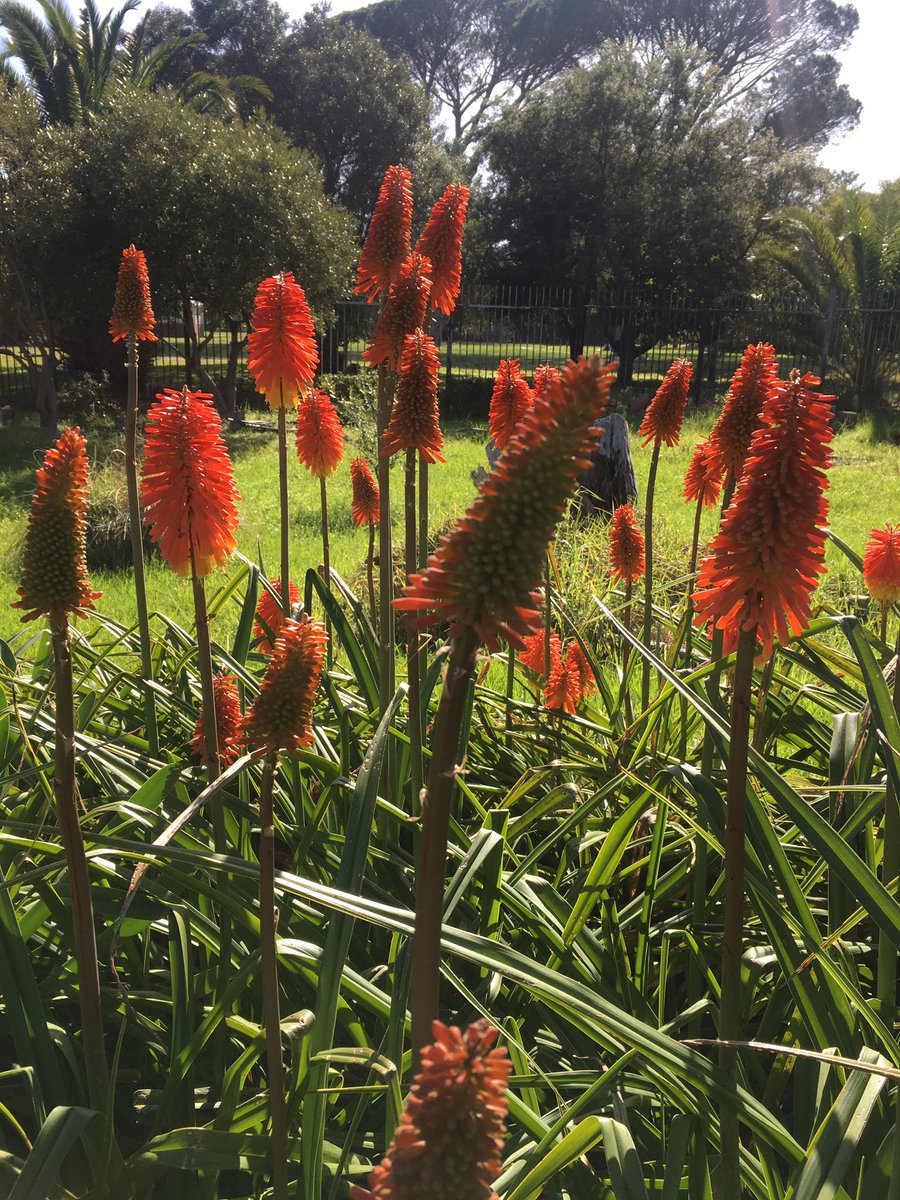 Prof Nox Makunga PhD - #BlackBotanistsWeek tweet media