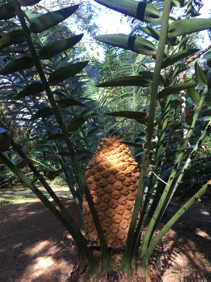 Prof Nox Makunga PhD - #BlackBotanistsWeek tweet media