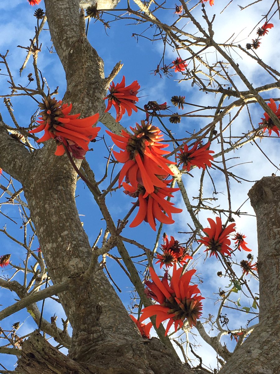 Prof Nox Makunga PhD - #BlackBotanistsWeek tweet media