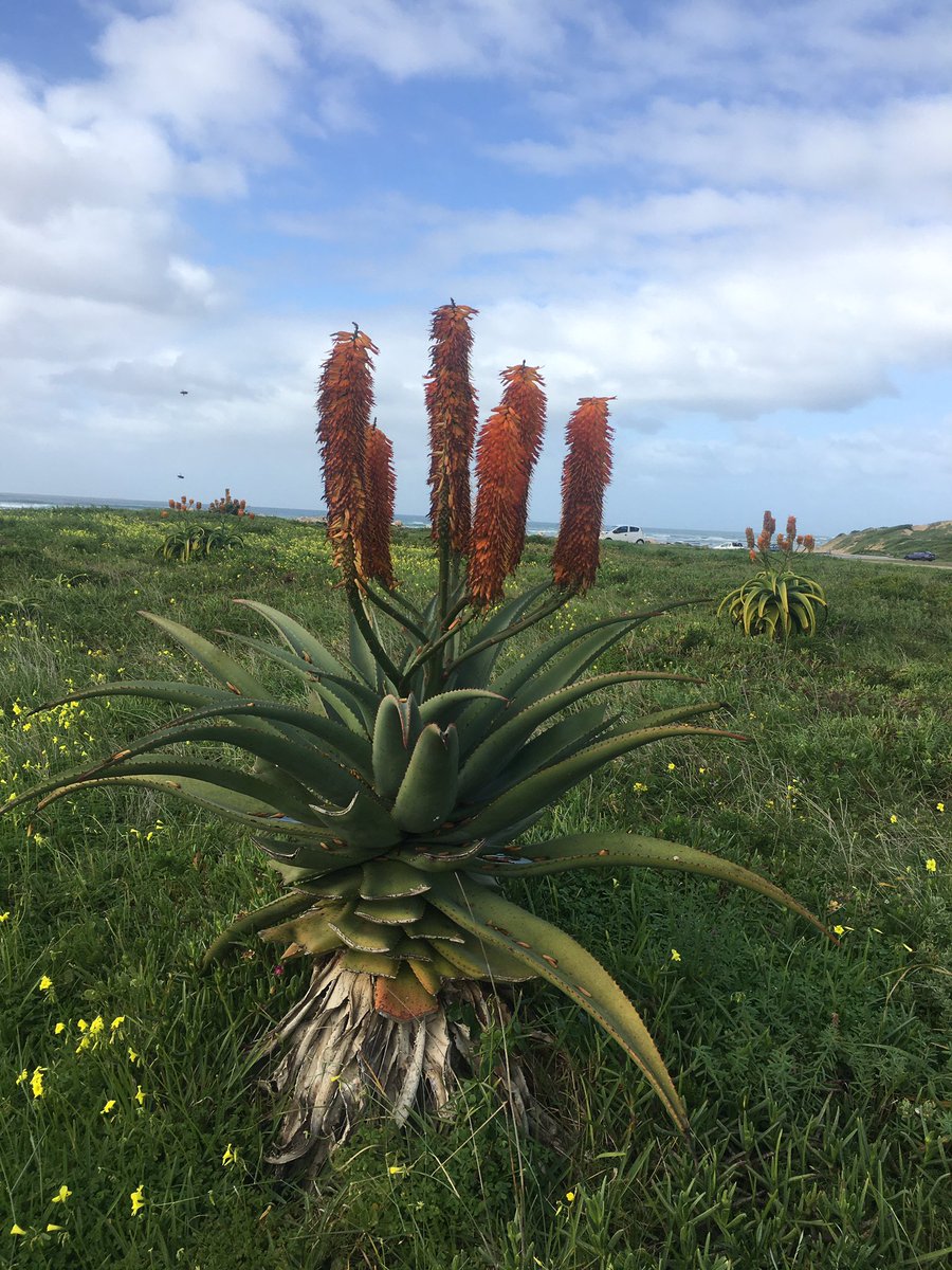 Prof Nox Makunga PhD - #BlackBotanistsWeek tweet media