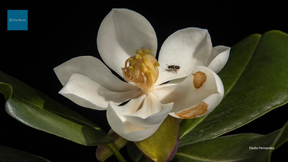 TheWorld's tweet photo. 1/ A conservation team has found a native magnolia tree in Haiti that has not been seen since 1925.

The species called Magnolia emarginata was once abundant in a forest that disappeared due to deforestation. https://t.co/rVOgPPr4cF