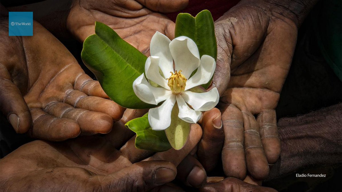 TheWorld's tweet image. 2/ A team of researchers from the Haiti National Trust (@haititrust) traveled to the mountains of Massif du Nord, Haiti in search of the elusive plant.