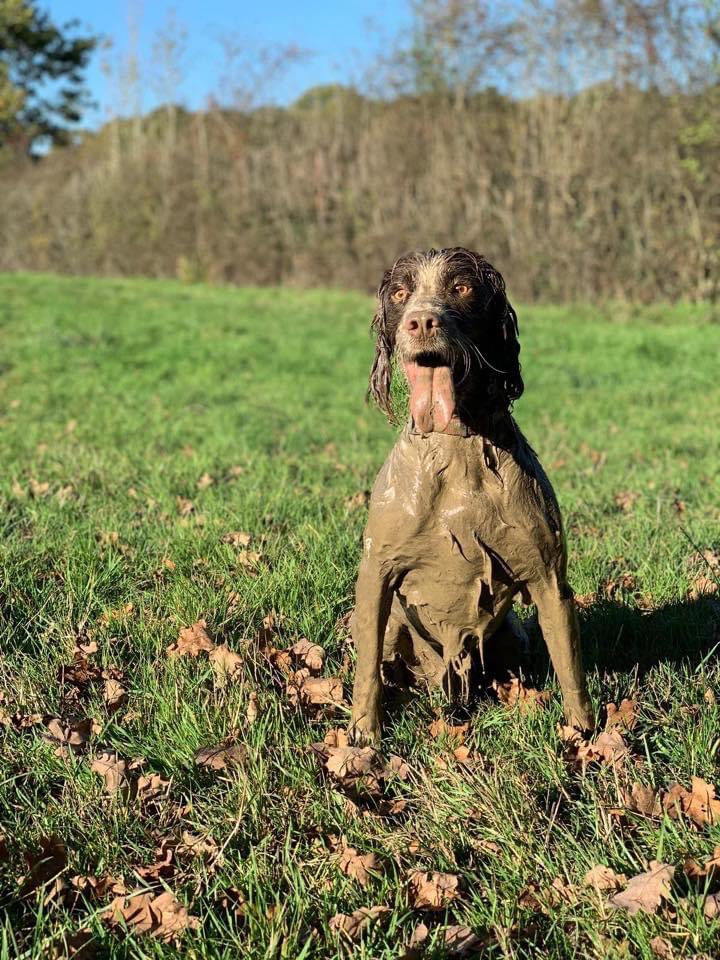 DrMattPav's tweet photo. @LmRamsawak I mean thatโs a well groomed doggo. But itโs not a #SpringerSpaniel covered head to toe (and tongue) in mud. This was 5 minutes into a walk. Where he found mud know one knows. He is known in our village as โthe muddy spanielโ! #MuddySpaniel @MHavapoo is a well grommet boy. https://t.co/9LscgIectK