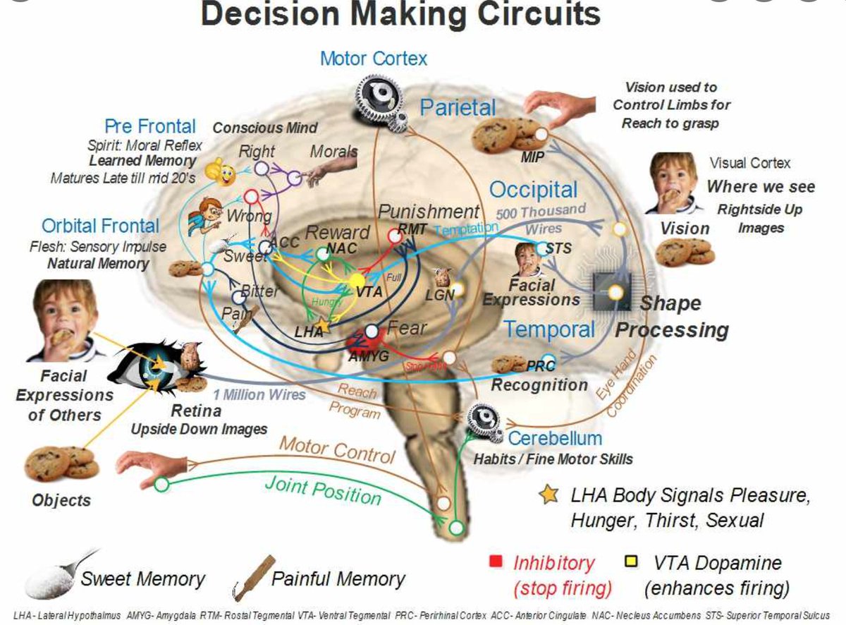 Inner workings of the brain on making decisions.