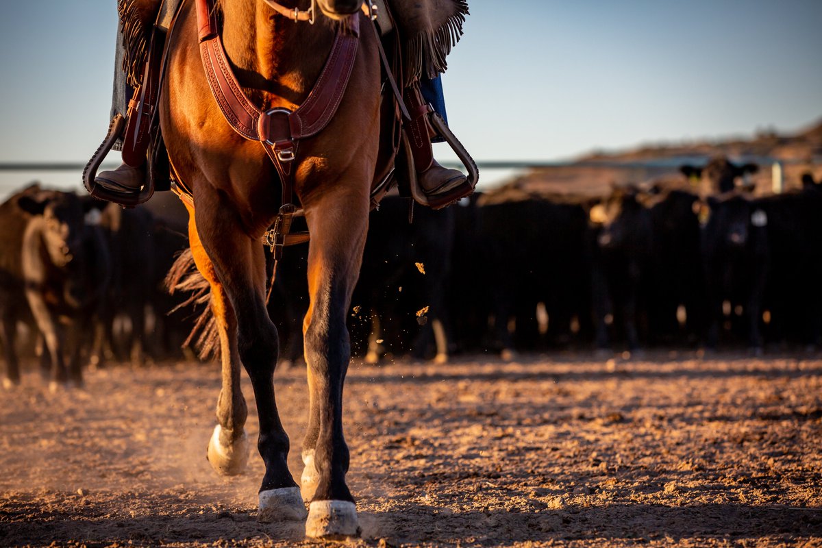 LPC_Members's tweet photo. The 2022 Best of the Bunch Photography Contest was one for the books! Check out the top 3 images from the Livestock category. 

Best of the Bunch images were submitted by LPC members and voted on during #AgMediaSummit2022. 

Full Results: https://t.co/eCZicTCYXH https://t.co/o7QdrNQGb2