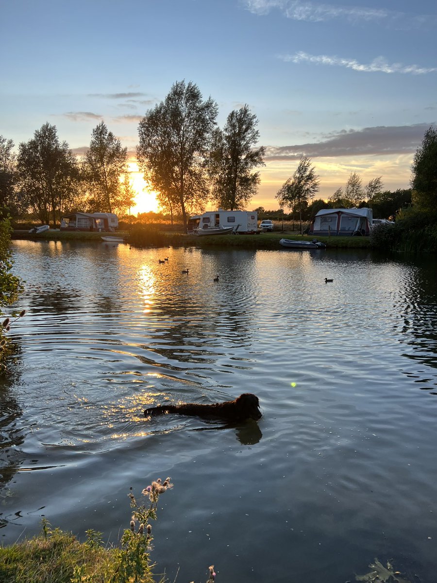 Evening walkies 😍. #Thames #FlatcoatedRetriever #SwimmingDog