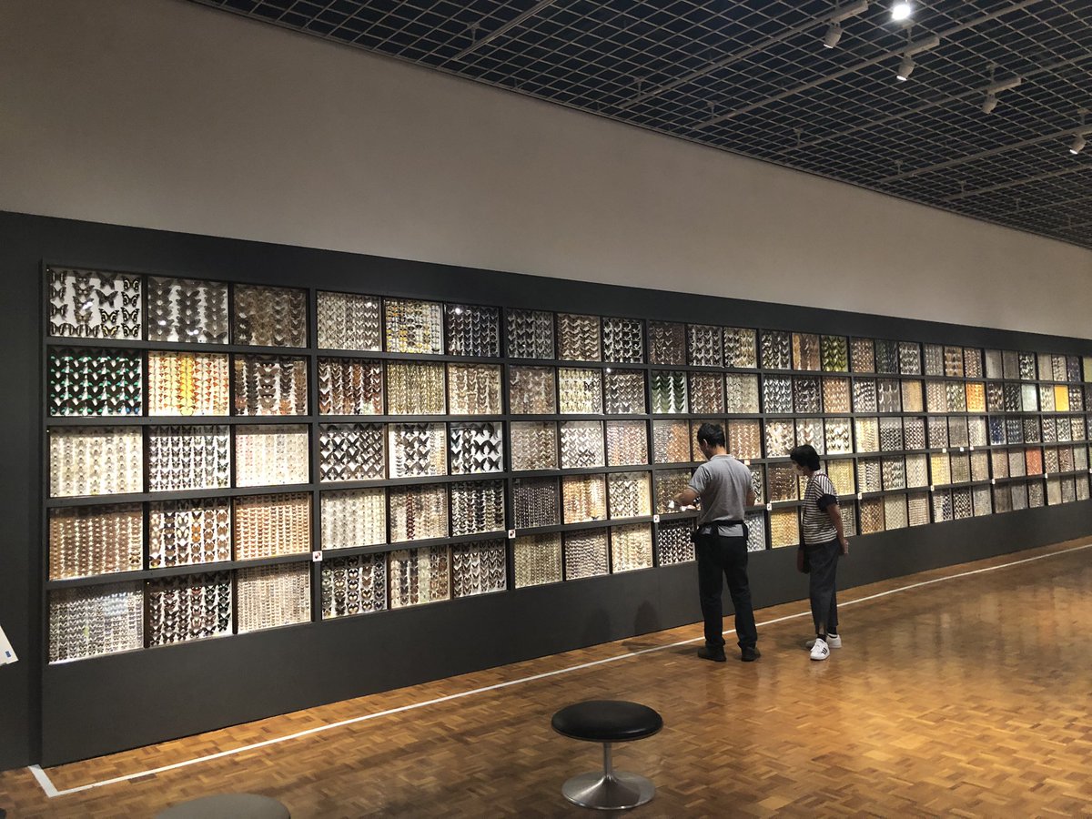 Manabitori's tweet photo. 北海道博物館の第8回特別展示　
 #世界の昆虫
を見てきました。
圧巻の標本量です。

札幌近郊にお住まいの方は是非、見学に行って欲しいなと思います。 https://t.co/h9uriMseQl
