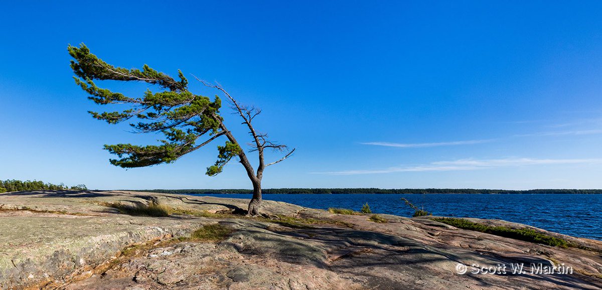 ve3sz's tweet photo. The iconic Windswept Pine in Killbear Provincial Park. Sadly this tree dying and is now supported by two metal poles with a wooden cradle for the tree trunk. #killbear #windsweptpine #tree https://t.co/YRIWGWida1