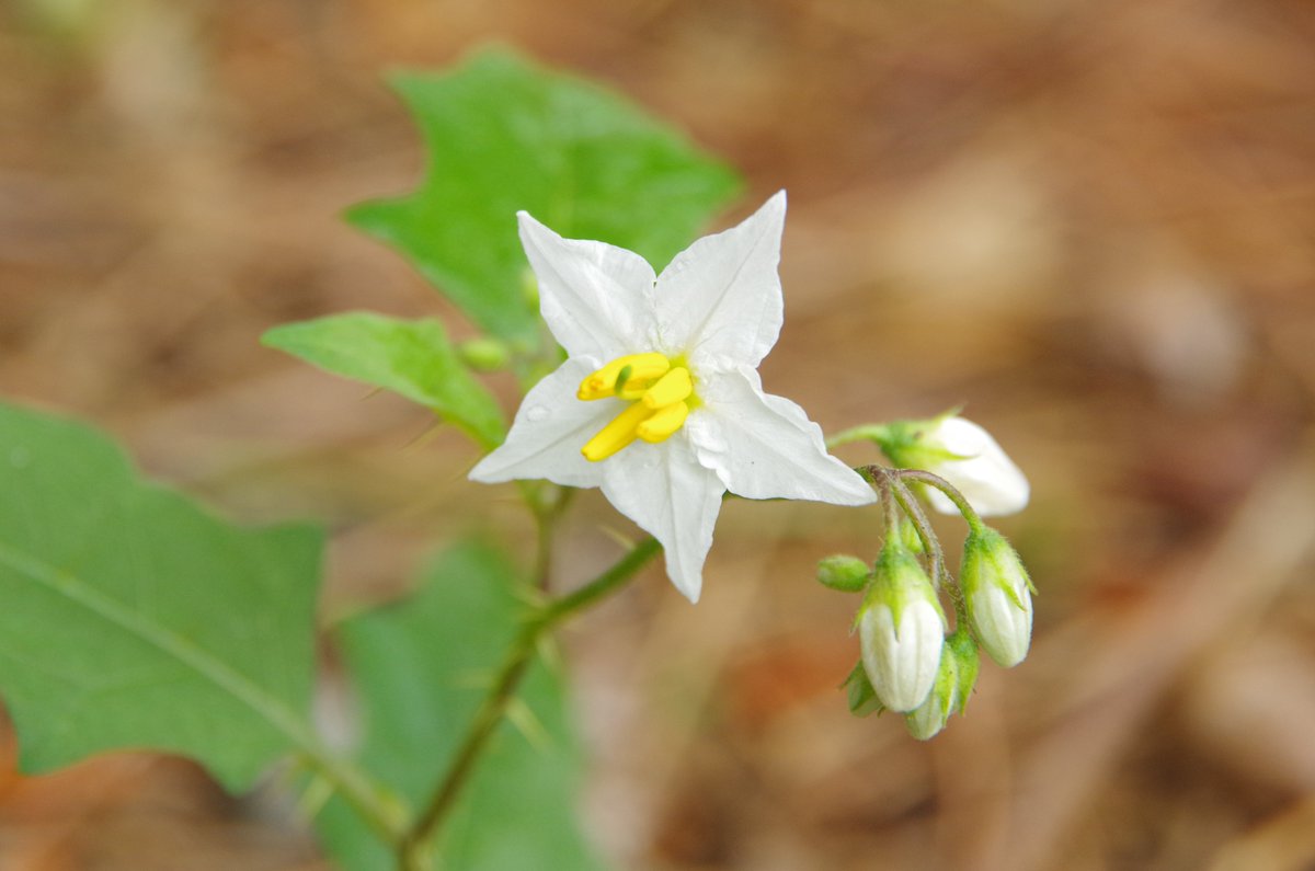Y Nobuhiro ワルナスビをよく見かけます 除草剤も効きにくく 駆除が難しいそうです プチトマトに似た実は有毒 作物の連作障害の原因になったりと 全世界に広がっている相当なワルです 花は綺麗ですが でも しべ の黄色は危険な感じがします お