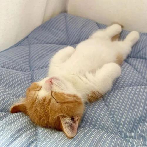 After completely despair, it’s time for lying flat.