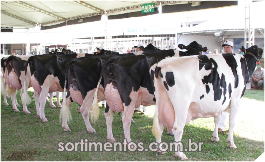 sortimentos's tweet image. Expointer 2022 : Raça Holandesa contará com 175 exemplares na feira agropecuária no Parque de Exposições Assis Brasil, em Esteio
sortimentos.com.br/expointer-feir…

#Expointer #Expointer2022 #RaçaHolandesa #FeiraAgropecuária #GadoLeiteiro #Pecuária  #CriadoresdeGadoHolandês #GadoHolandês