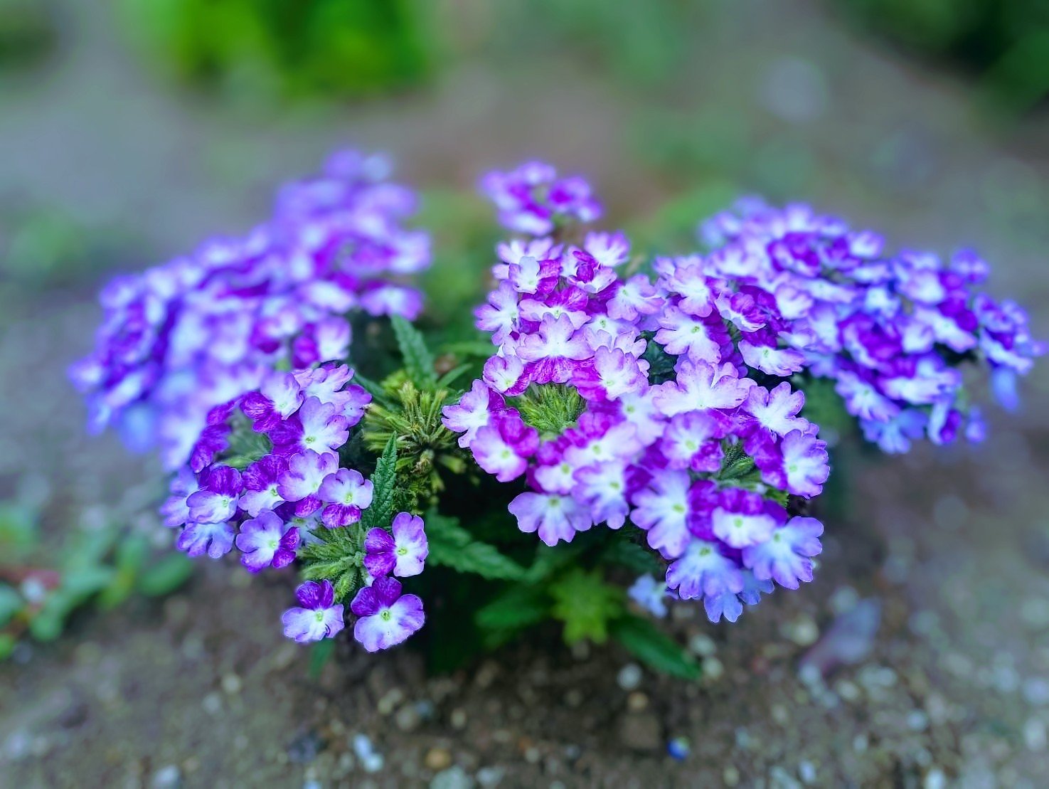 雛 ビジョザクラ美女桜 バーベナ 花言葉 魔力 魅力 T Co Vczzjgxmb5 Twitter