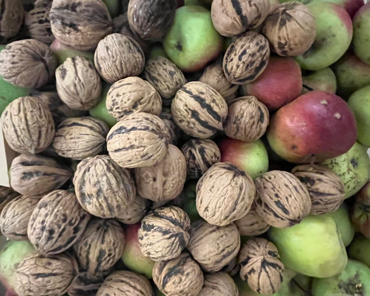 FoodandTravelMX's tweet photo. ¿Conoces los ingredientes del original del chile en nogada?
Entre ellos se encuentran el chile miahuateco, la nuez de Castilla, la manzana panochera, la pera lechera, el durazno y la granada.

“Los chiles en nogada nacen en el campo”-Subsecretario de Desarrollo Rural de @Puebla https://t.co/dn9ozKaovd