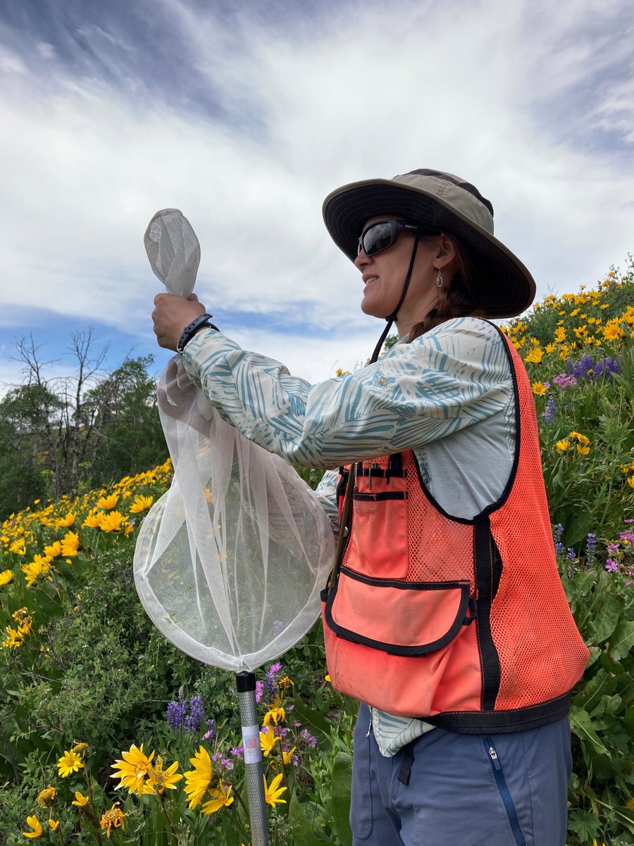 B-D Botany &amp; Wildlife crews, along with Dillon’s Youth Employment Program personnel, participated in a wild bee survey in the Gravelly Mountains. The project was both a training event for FS &amp; YEP employees &amp; also served to get baseline information on wild bee species.