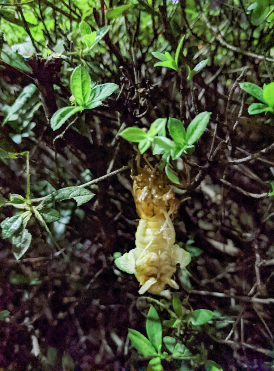 dorygreendory's tweet image. 次のステージへ
トランスフォーメーション！

まだ、ちいさく縮まってる羽がかわいい💕薄緑の神秘的な生。
#センスオブワンダー #sharingnature