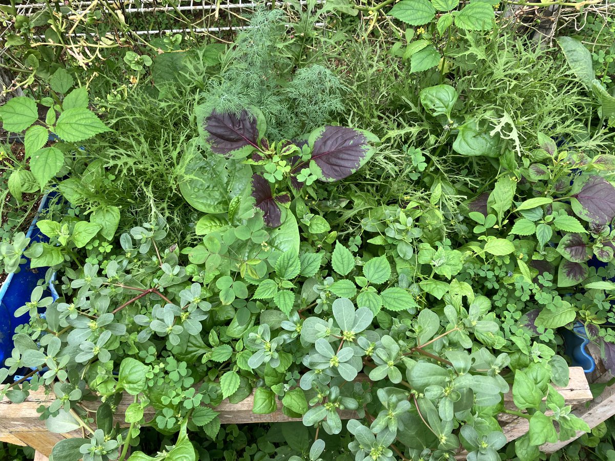 jembu's tweet photo. My Fukuoka Masanobu inspired container garden populated with mizuna, purslane, spinach, amaranth, nettle and several other volunteers. They are all healthy and vigorous. https://t.co/WXQlOMwFYt
