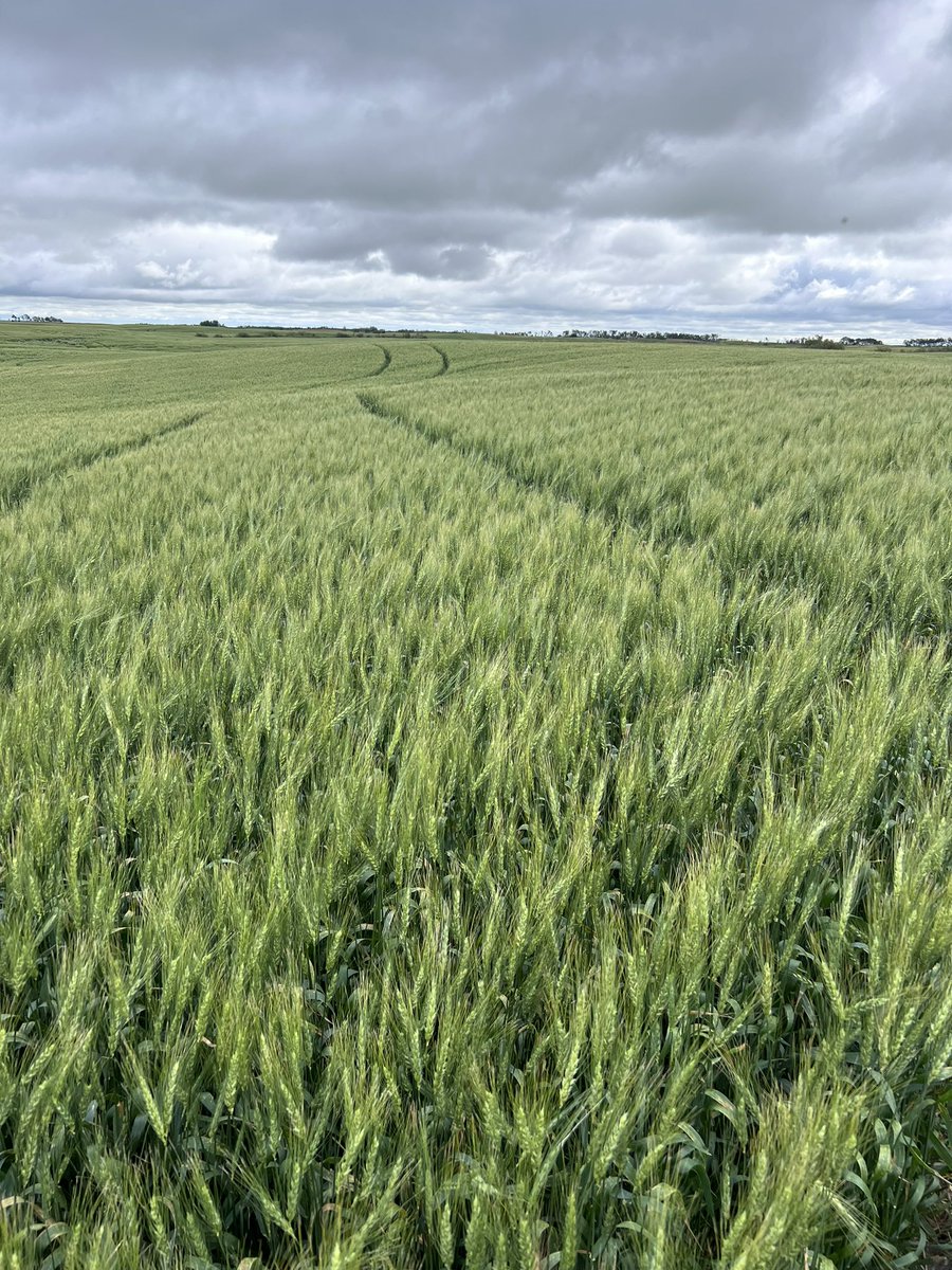 Zero fertilizer on manured land wheat is looking pretty great! #knowyoursoil <a href="/Western_Ag/">Western Ag</a> <a href="/YourSoil/">Western Ag SE SK, MB</a>