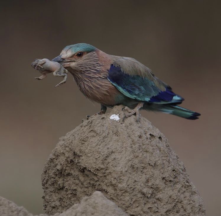 Interest in clicking the garden birds by mobile , made my son get me one camera with the sigma 600 lense- I learnt by clicking the birds in the garden - no trained photographer- #IndiAves #BirdNBirder #indianroller a lady of 61 loves her passion