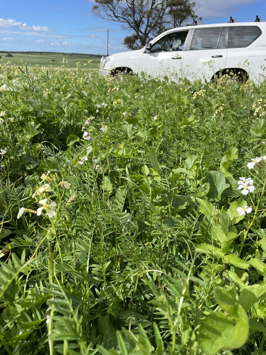 Finally found a good use for radish…
A lattice for vetch to grow up onto and compete against it for sunlight!