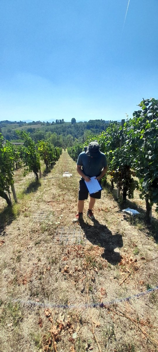 icram77's tweet photo. Valutazione di diverse coperture e gestioni del suolo nei vigneti piemontesi in questa estate veramente calda e asciutta

Evaluation of different ground cover and soil managent in Piedmont vineyards in this very dry summer #IngestSoil #stopsoilerosion @CnrStems  @PSRPiemonte https://t.co/qDE9PwzY2m