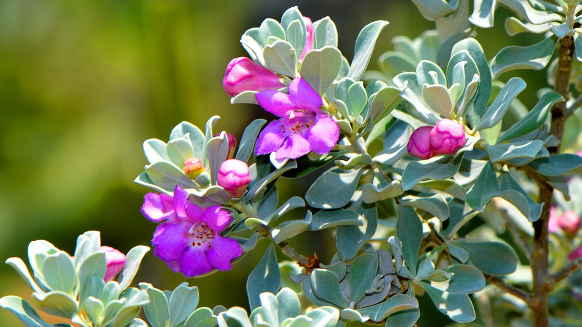 CityofCoppell's tweet photo. Beautify your landscape while saving water by planting native and adaptive plants! #WaterSmartWednesday is the perfect time to explore the Texas SmartScape program, which helps residents plant smarter to lower water bills and reduce maintenance. More info: https://t.co/PPFbRraNJr https://t.co/jqJo8YC1UV