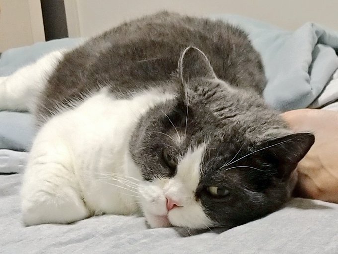 猫かわいいのtwitterイラスト検索結果 猫かわいいのtwitterイラスト検索結果