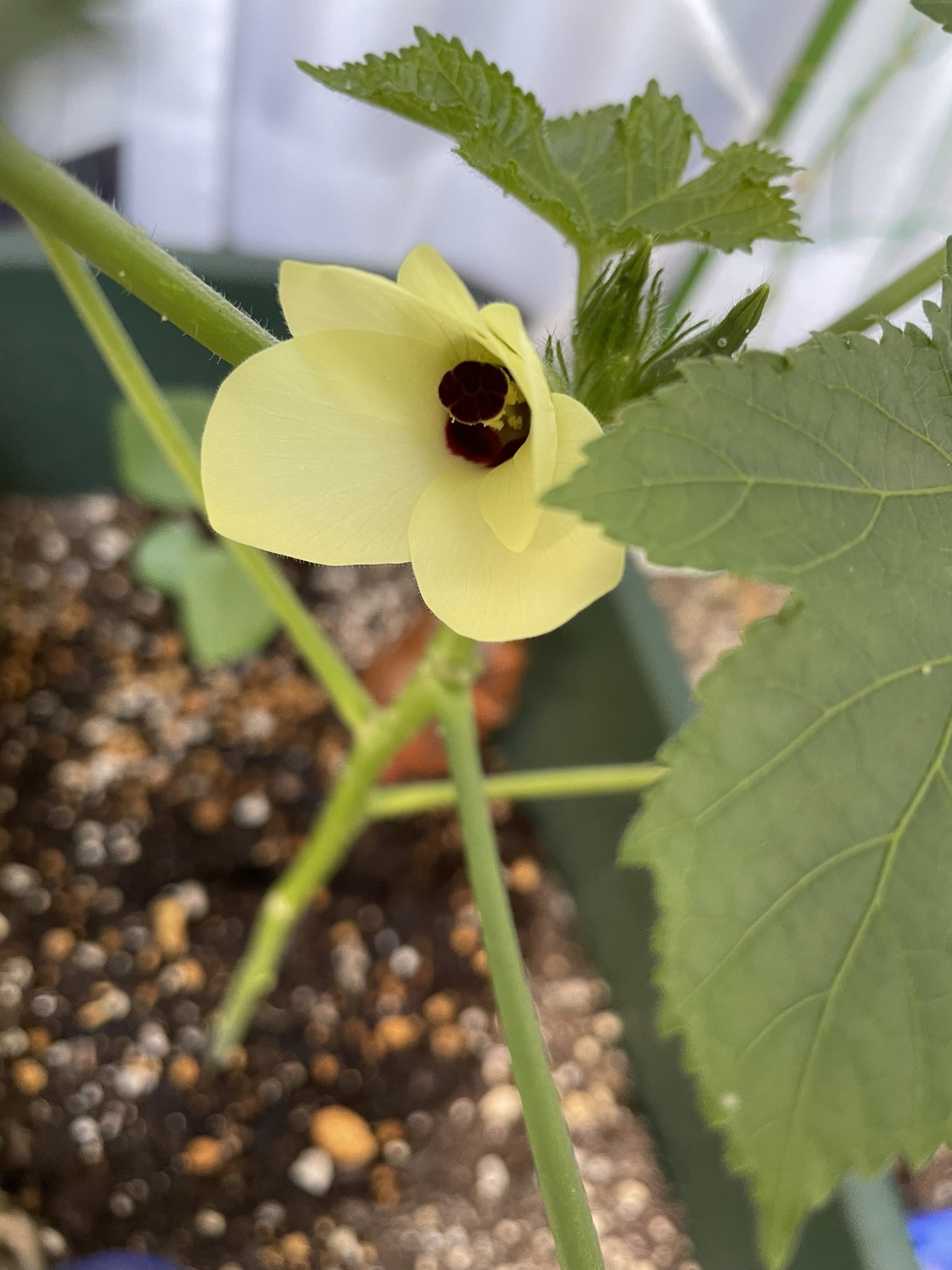تويتر ゆぅゆぅ على تويتر ついに オクラの花が咲きました 結構嬉しい 家庭菜園 家庭菜園初心者 プランター菜園 オクラ 花 T Co Khrpnmkkep
