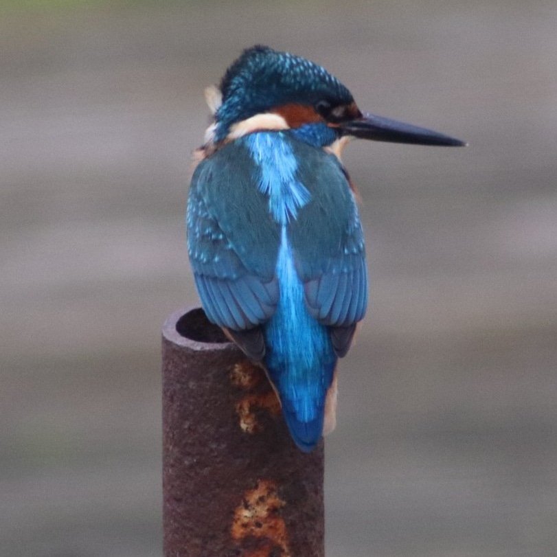 Nice perch with a view I just adore that iridescent strip #kingfisher #riverlife #rivervibes #rivertrent #riverside #nature #naturephotography #naturelovers #nature_perfection #natureshots #naturepics #BirdTwitter #BirdsSeenIn2022 #birdphotography