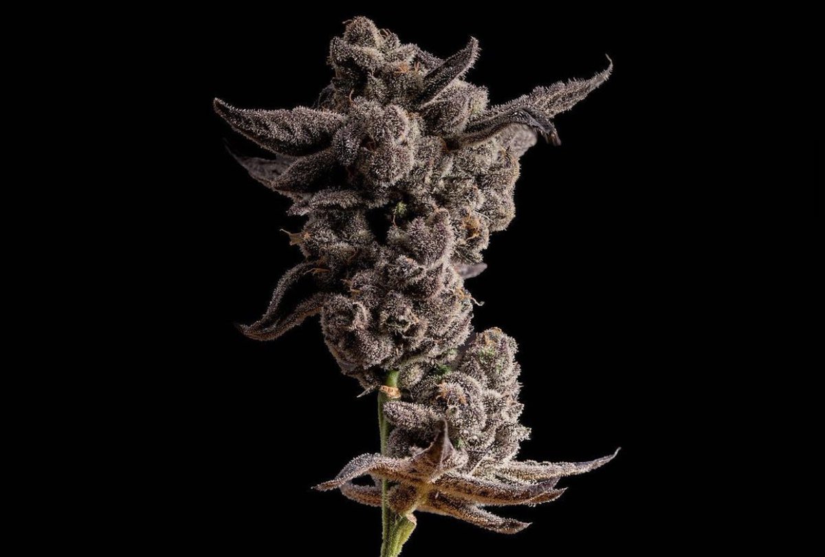 🕵️‍♂️ Zkittles X Gelato, which <a href="/CrownOGcali/">Crown OG</a> 
strain am l?

  #CannabisCommunity #SecretSesh #Autoflower #Gromies #legalweed #growyourown #Cannabis #blazeit #WeedLovers #WeedSmokers #JGYO #marijuana #za #loud #fire #weed #cannabismedicinal #jokesup