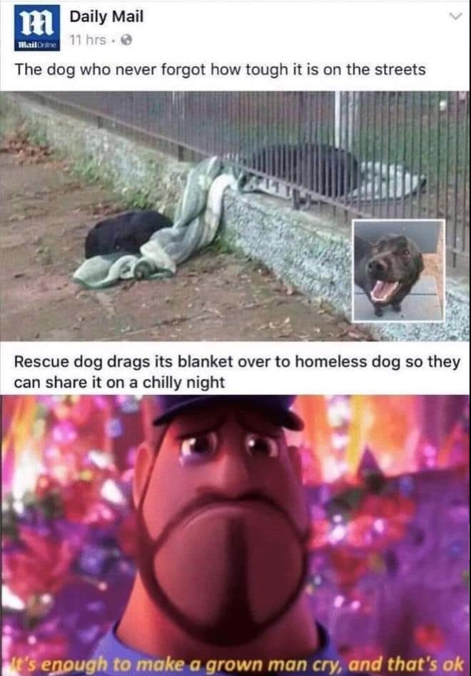 WholesomeMemes (@wholesomememe) on Twitter photo 