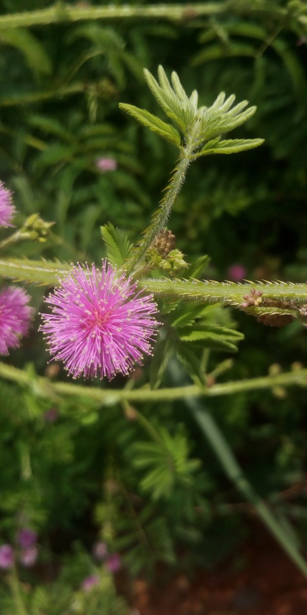 Obinna Onyesoh tweet media