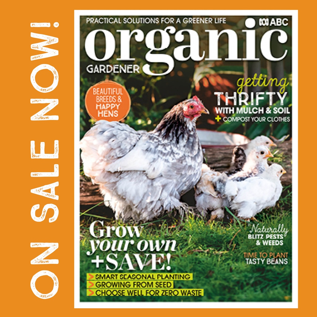 ABCOGMagazine's tweet photo. Get your fill of thrifty growing tips with the latest issue of ABC Organic Gardener! Make mulch with your old jeans, what to choose for zero waste and seasonal planting the easy way! It’s time to grow and save! Head to your local newsagent to get a copy! ⁠
⁠ https://t.co/9ZhYs3T48j