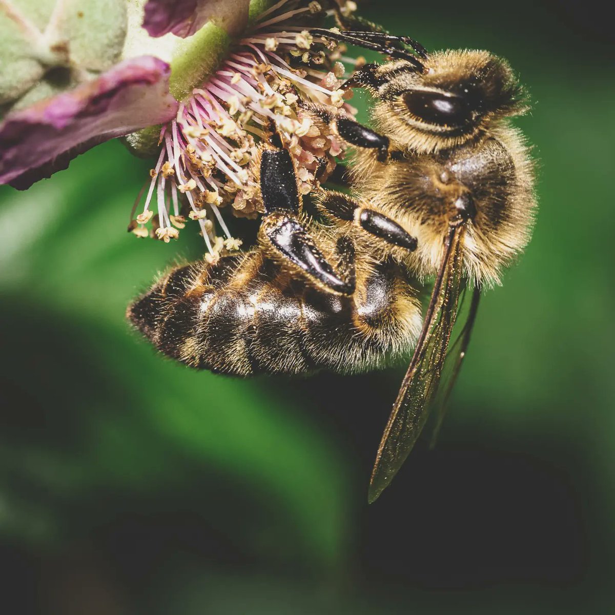 truecolourpl's tweet photo. #macro #macrophotography #nature #naturephotography #photography #flowers #insects #perfection #captures #insect #photooftheday #naturelovers #macrophoto #macroworld #brilliance #flower #world #wildlife #ig #of #canon #photo #macros #insectphotography #love #flowerphotography https://t.co/nNQR3t4Tdt
