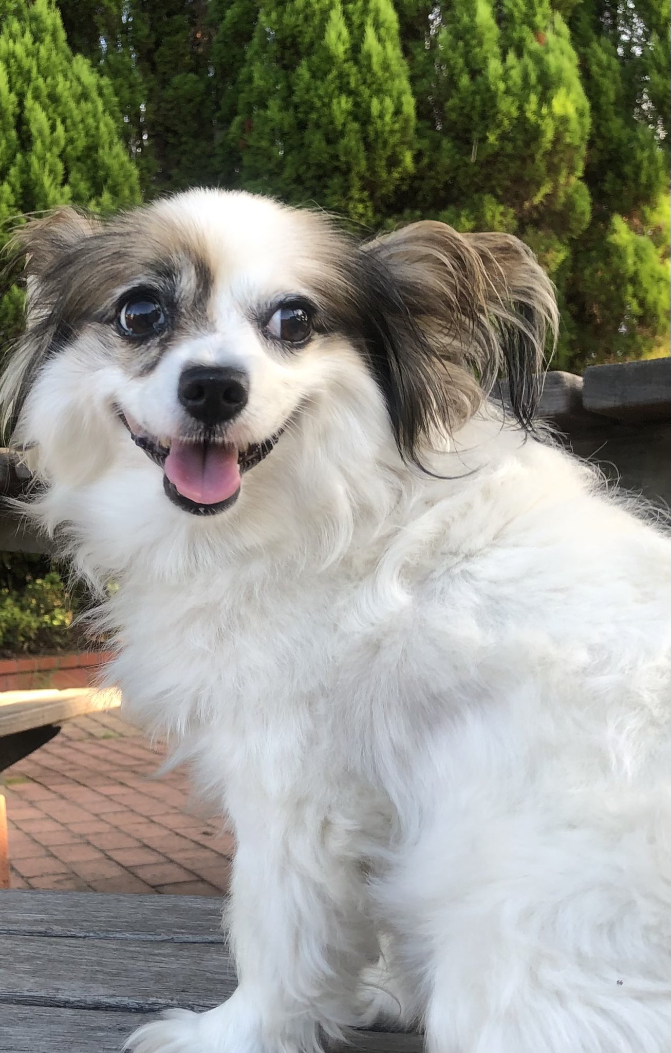 犬の白目 Twitter Search Twitter