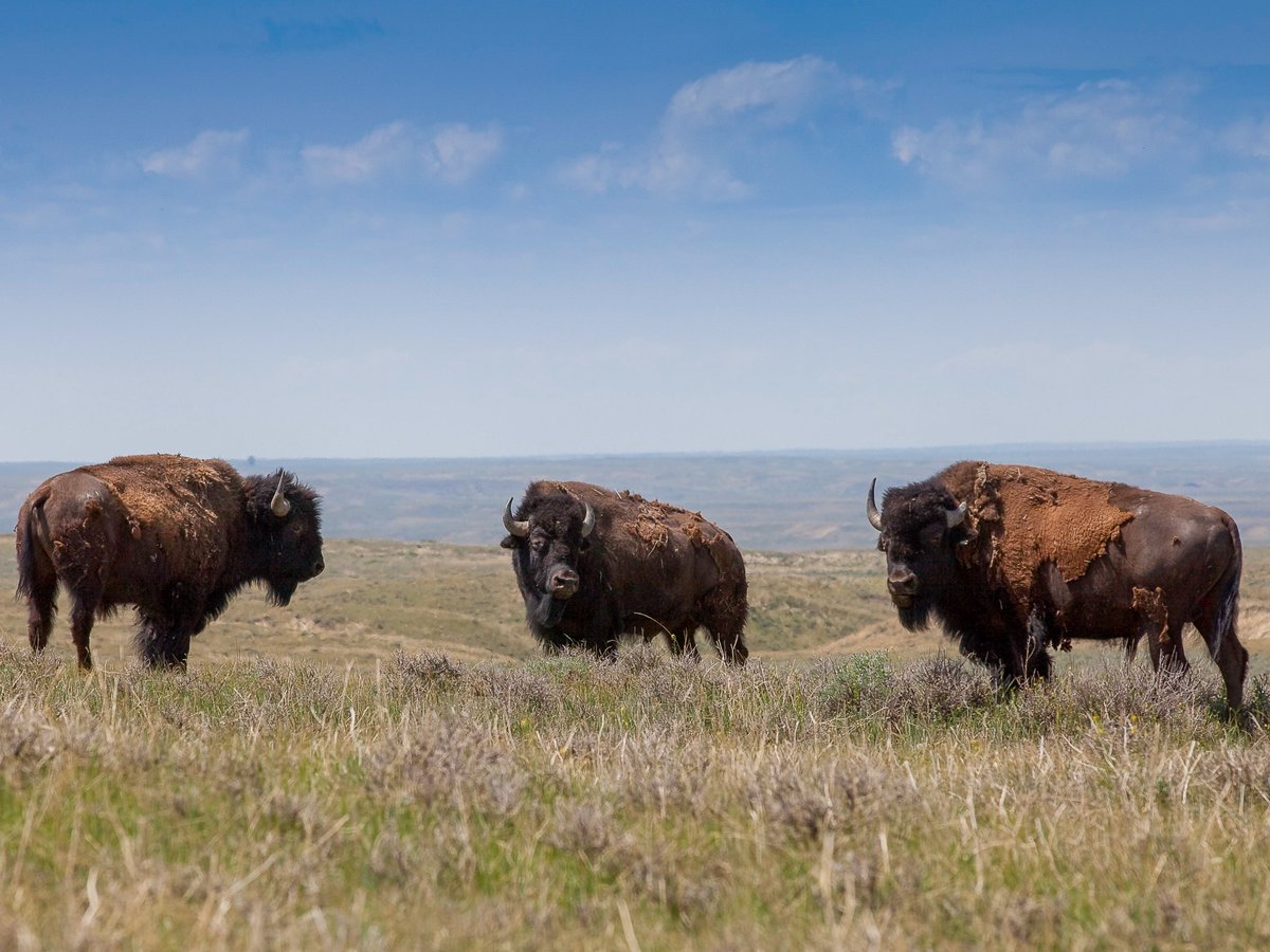 AmericanPrairie's tweet photo. The Bureau of Land Management has given us final approval to graze bison on 63,500 acres of federal public land in Phillips County, Montana. This important decision allows bison to return to part of their historic range on six BLM allotments we hold the grazing privileges to. https://t.co/x7cLACMJWt