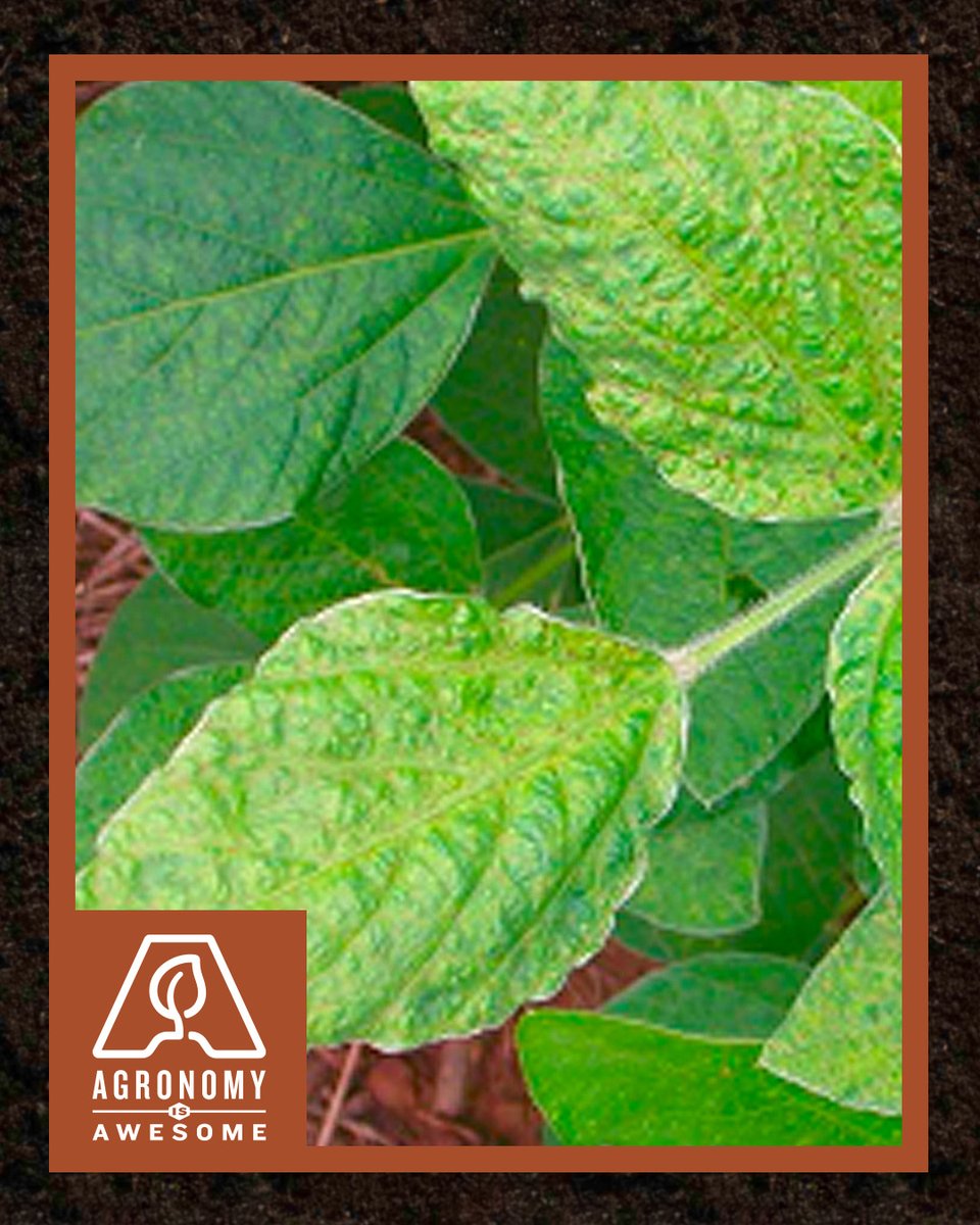Asgrow_DEKALB's tweet image. Your soybeans are doing important work in those early R1 to R4 growth stages. Find out what affects yields at this point — along with insight on insecticides and fungicides — in the latest #AgronomyIsAwesome article. 💪 #Agronomy #Grow22

dekalbasgrow.co/3OVoCqg