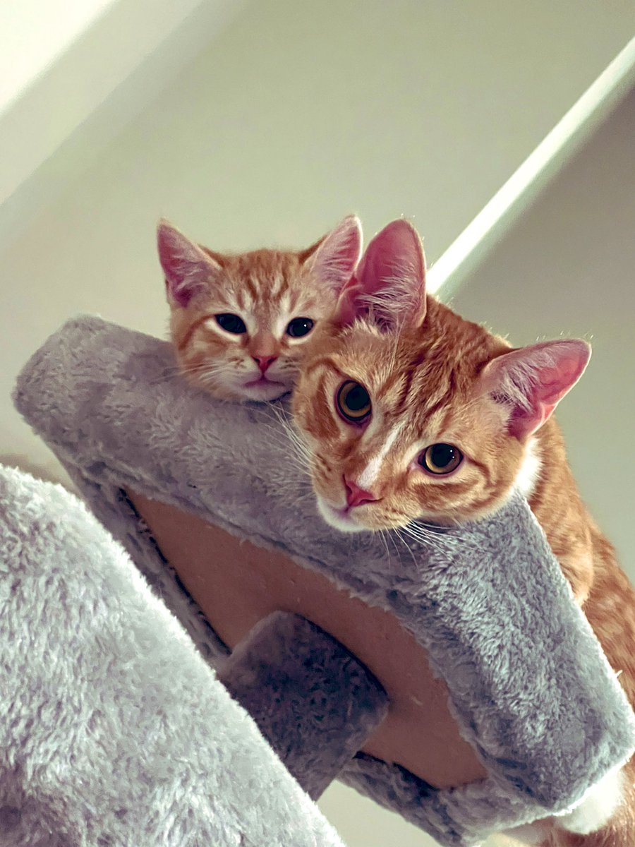 cheetsnrito's tweet photo. So Iโm having a bite to eat and I turn around and see these two just staring me down ๐๐น๐น ๐โ๏ธ๐ชด๐ซง๐บ๐ป๐งก #CatsOfTwitter #Cats #Floofsicle #GingerFloof https://t.co/y3cDw6lE9i