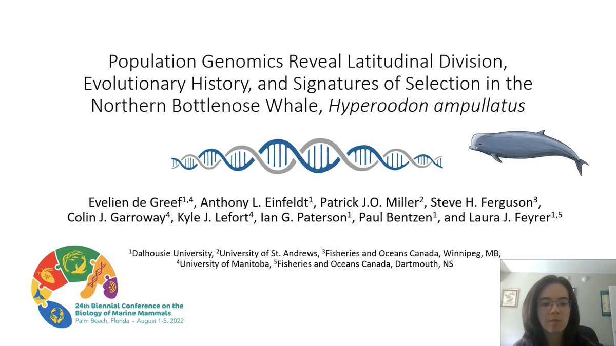 Super excited to share that our study of #northernbottlenosewhale #genomes led by @evelien_degreef is going to be published in @molecology ! You can get a sneak peak in the virtual ecology section of @marinemammalogy #smm2022