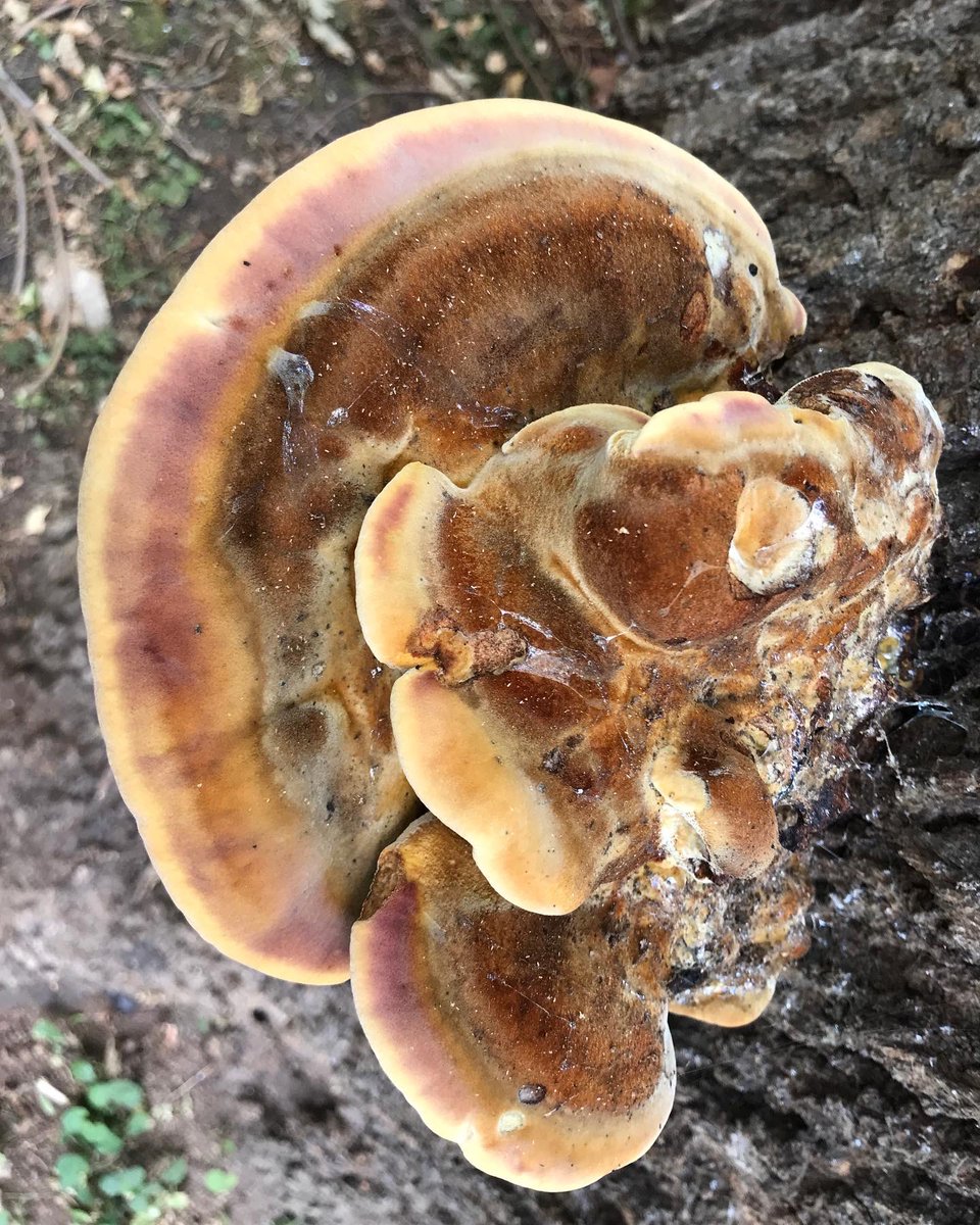 treeruss's tweet photo. Free guided walk, discussing trees, ecology, drought, insects, fungi and all things natural.

Neasden Recreation Ground
2pm
Sunday 7 August

Book here: https://t.co/3QuuXwJ1fR

#TreeWalks #EcologyWalks #TreeRuss #WelshHarp #NeasdenRec #BrentReservoir https://t.co/Yfr49E1vK0