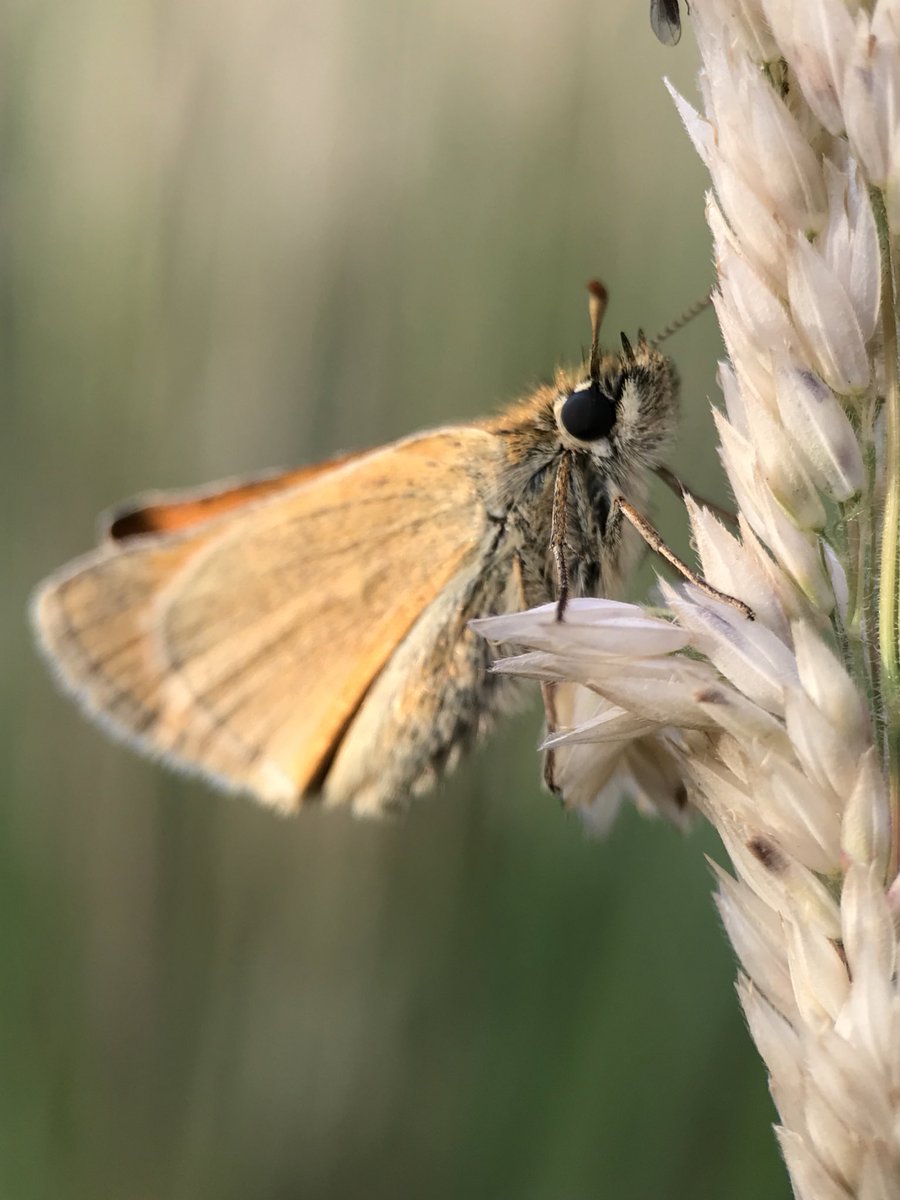 treeruss's tweet photo. Free guided walk, discussing trees, ecology, drought, insects, fungi and all things natural.

Neasden Recreation Ground
2pm
Sunday 7 August

Book here: https://t.co/3QuuXwJ1fR

#TreeWalks #EcologyWalks #TreeRuss #WelshHarp #NeasdenRec #BrentReservoir https://t.co/Yfr49E1vK0