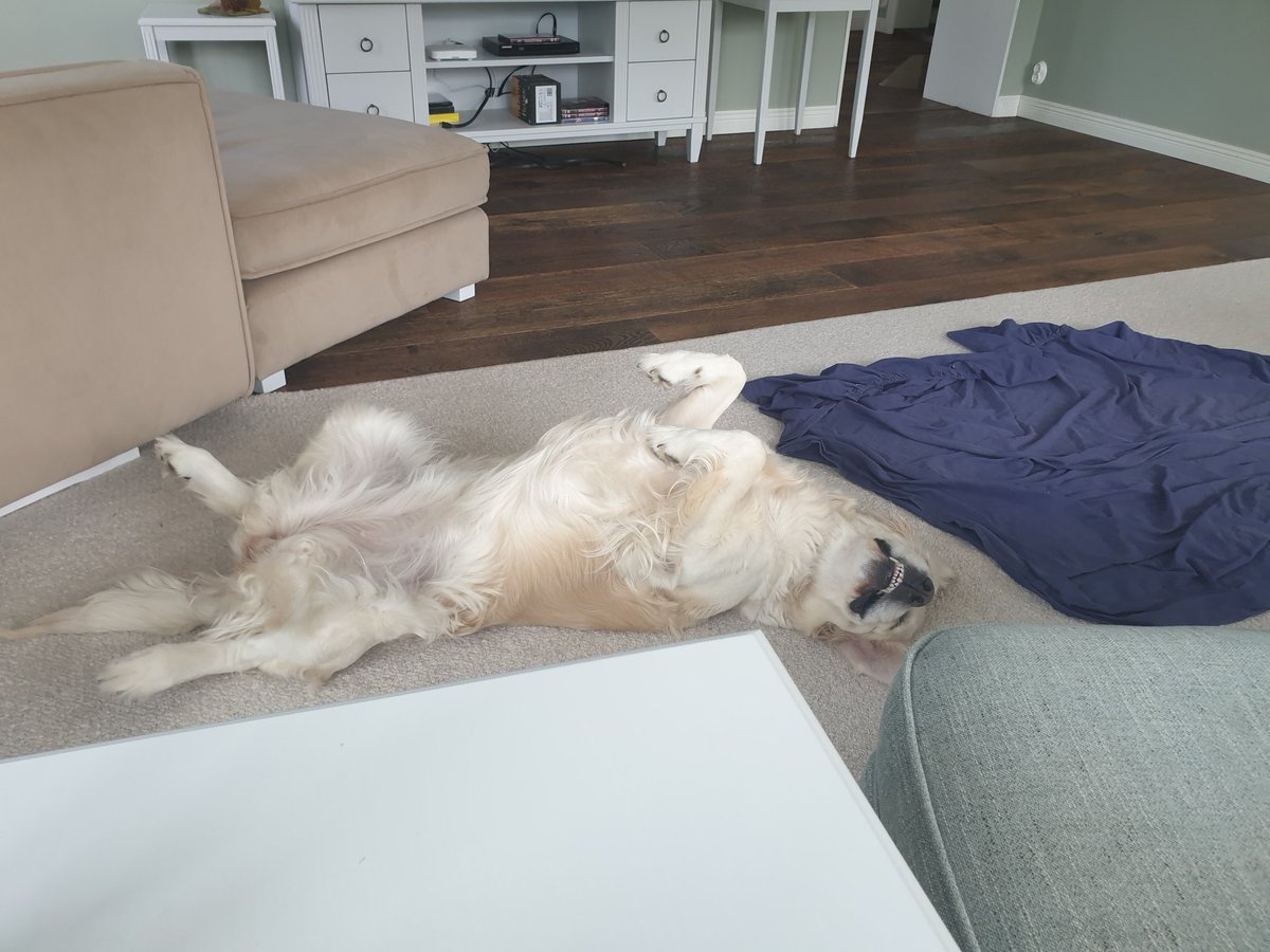 The I want belly rubs position: