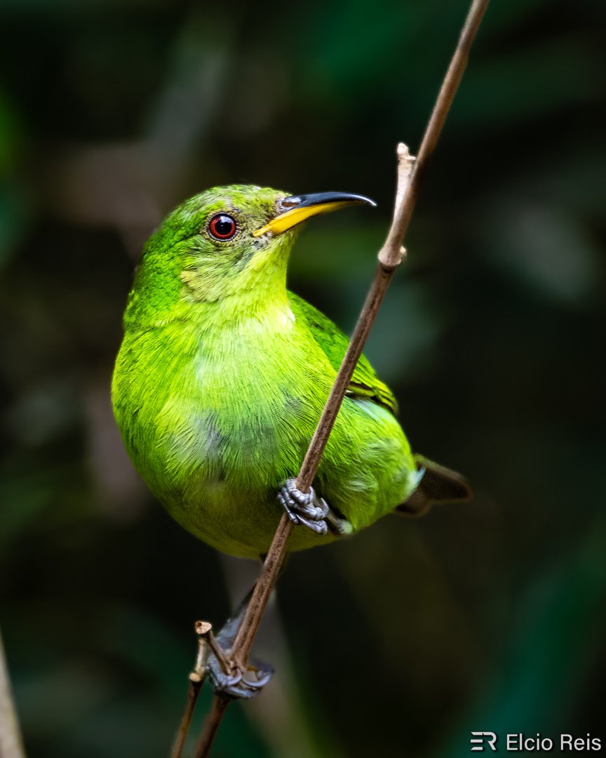 Elcio 🪶 tweet media