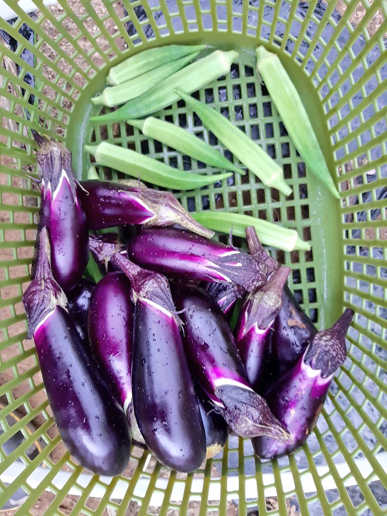 おはようございます🌧️
気温は27℃
風が心地いいです☺️