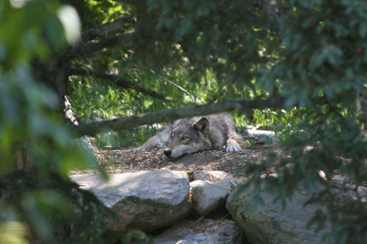 DNR’s deadline for comments on its updated wolf management plan draft are due Aug. 8 by 4:30 p.m. Comment one of three ways: mndnr.gov/wolfplan
📲 Online
📨 By Email
📬 By Mail

Photo courtesy of pserani01, iNaturalist.