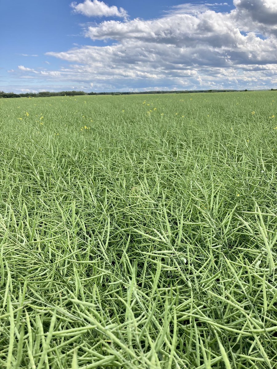 Another day of canola scouting. Here’s some monster canola out in Lac du Bonnet, MB.